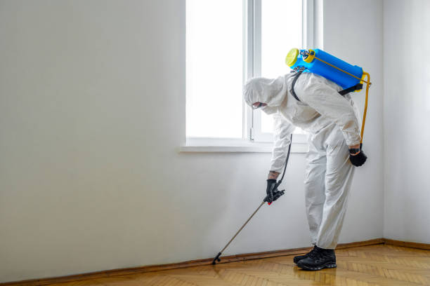 Best Rat Extermination Near Me  in Lake Forest, CA