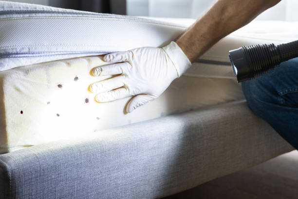 Best Rat Extermination Near Me  in Lake Forest, CA