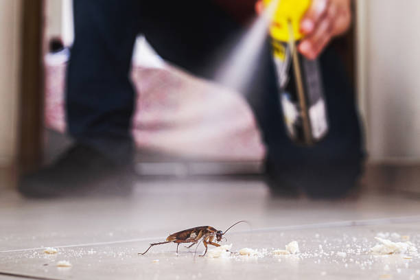 Reliable Lake Forest, CA Pest Control Solutions
