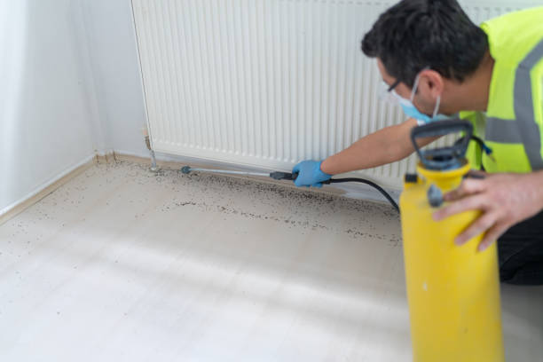 Best Affordable Pest Control Services  in Lake Forest, CA